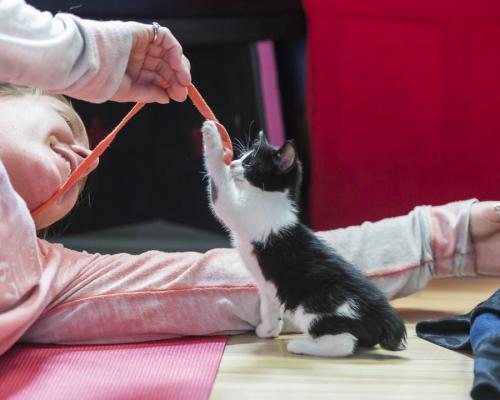 Cats on mats